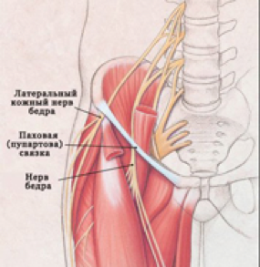 Lateral-femoral-cutaneous-nerve