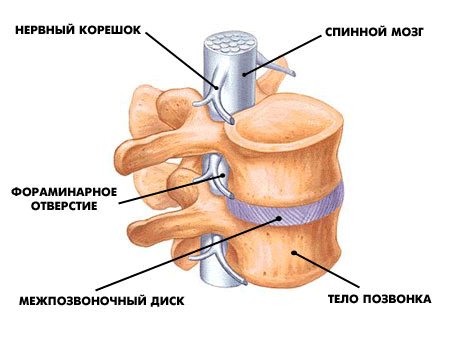 Грыжа диска. Что это такое. Когда она опасна.